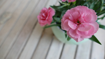 Beautiful pink flower carnation