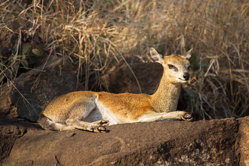 klipspringer female (Oreotragus oreotragus), Kruger Park, South Africa