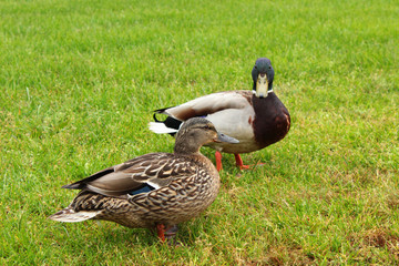 Hübsches Stockentenpaar auf Wiese
