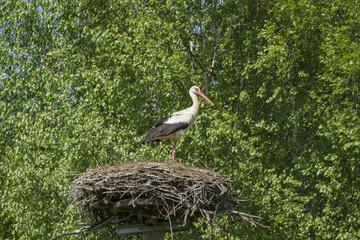 Storks in their nest on pole