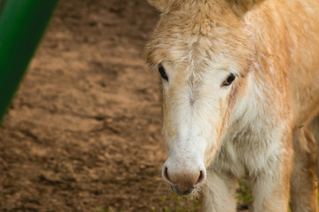 Fototapeta premium donkey on farm