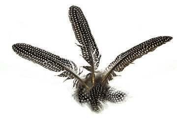 Spotted Patterned and Textured  Guinea Fowl Feathers on White