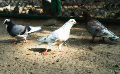 Obraz premium Pigeon. Dove. The large bird genus is, often referred to as the typical pigeons.
