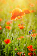 Red poppy flowers blooming in the green grass field, floral sunny natural spring background, can be used as image for remembrance and reconciliation day