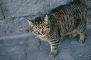 Fototapeta na wymiar Fat gray stray cat