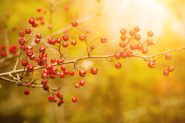 Hawthorn red berries in nature, autumn seasonal vintage sunny background