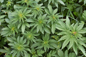 Young shoots of  Cannabis sativa.
