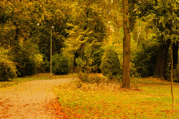 Obraz premium Autumn sunny park with orange trees and empty alley , natural seasonal background
