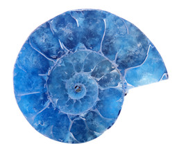 blue ammonite spiral isolated on white
