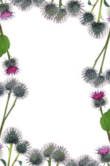 frame from greater burdock flowers on white