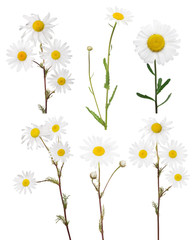 isolated set of six fine chamomile flowers