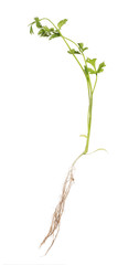 green coriander with root isolated on white