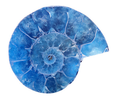 Blue Ammonite Spiral Isolated On White