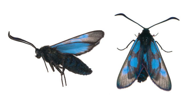 two sides of black and blue butterfly