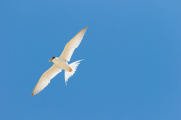 真夏の空を飛ぶアジサシ