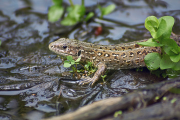 Grey lizard  in the spring sunshine.