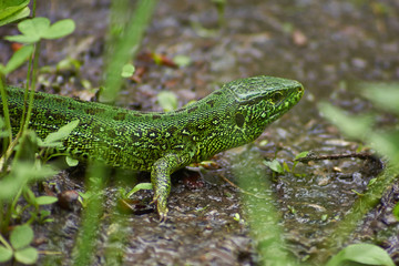 Green lizard of dry grass.
