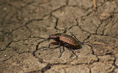 Beetle garden on the forest path.
