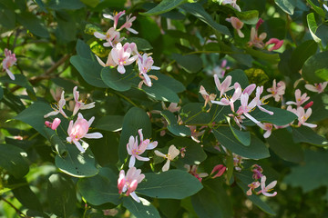 Flowering branch of forest. Lonicera xylosteum.