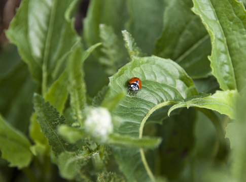 Ladybug at Work