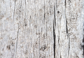 Fototapeta premium wood texture. background old panels
