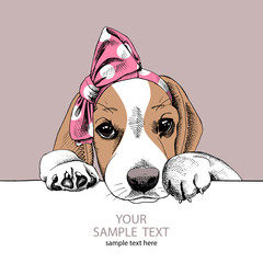 The image of the portrait Beagle dog in the headband. Vector illustration. - obrazy, fototapety, plakaty