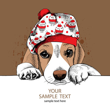 The Image portrait of the dog Beagle in the beret hat with image owls. Vector illustration.
