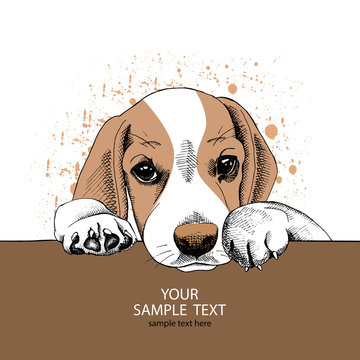 The Image portrait of the dog Beagle. Vector illustration.
