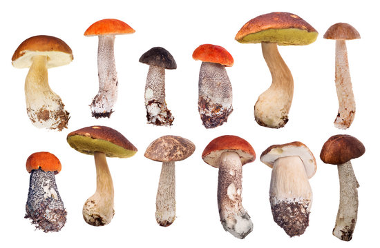 collection of twelve isolated edible mushrooms