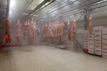 Sides of pork hanging from hooks in the cold store of a butchers