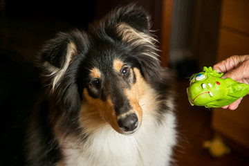Portrait of a cute collie with it's toy