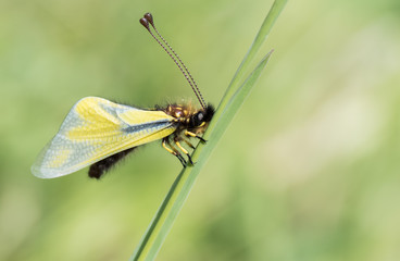 Fototapeta na wymiar Libellen-Schmetterlingshaft