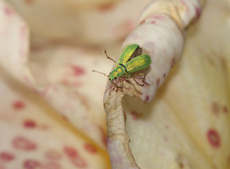 Beetle on rose petal