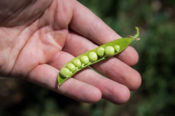 Peas in the field