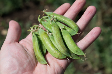 Peas in the field