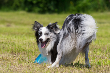 Hund spielt mit Frisbeescheibe