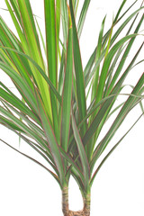 Dracena marginata plant over white