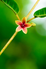 Obraz premium Summer flowers, beautiful clematis flowers in the garden