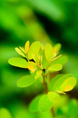The young shoots of trees with green blur background