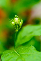 The young shoots of trees with green blur background