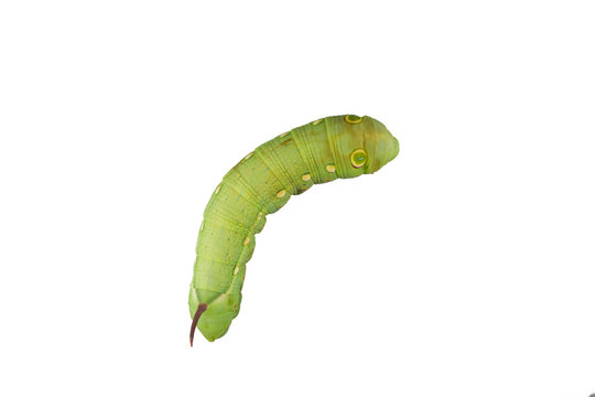 caterpillar isolated on white background