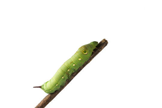 caterpillar isolated on white background