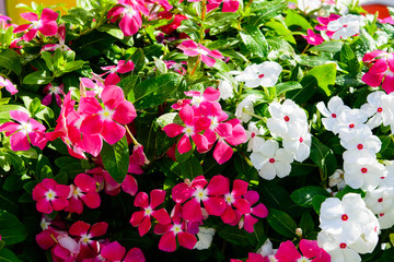 Garden flowers in a beautiful garden at home.