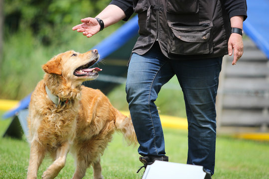 dog training no. 1