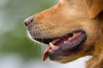 dog lip