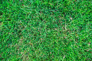 Green grass soccer field background