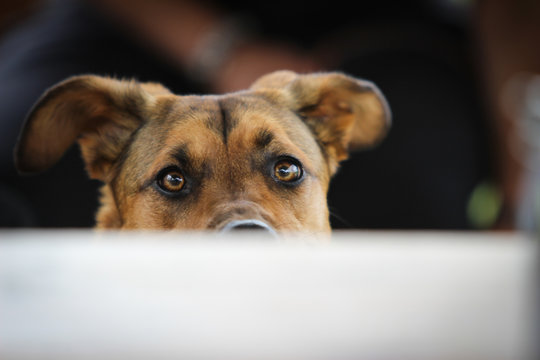 Dog behind the table