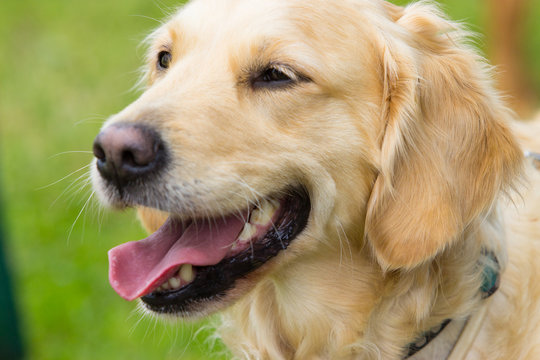 Golden Retriever