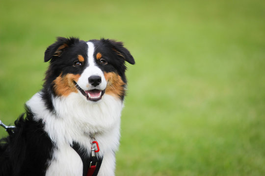 dog portrait
