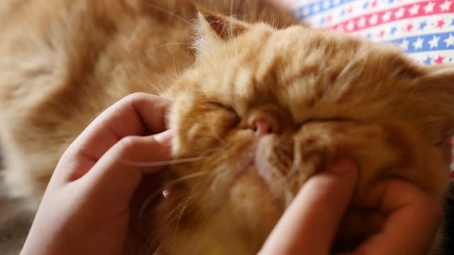 4K : Lovely Asian girl plays with her tabby Persian cat